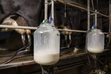 Testing bulk milk samples is a convenient and informative way to monitor herd health and current milk quality. Photo: Anne van der Woude