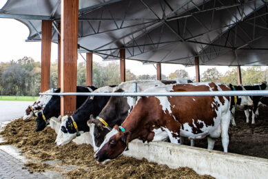 An economic analysis has shown that cows with extended lactations have lower annual costs for feed and inseminations and fewer veterinary treatments, but also lower annual revenues for milk production. Photo: Ronald Hissink