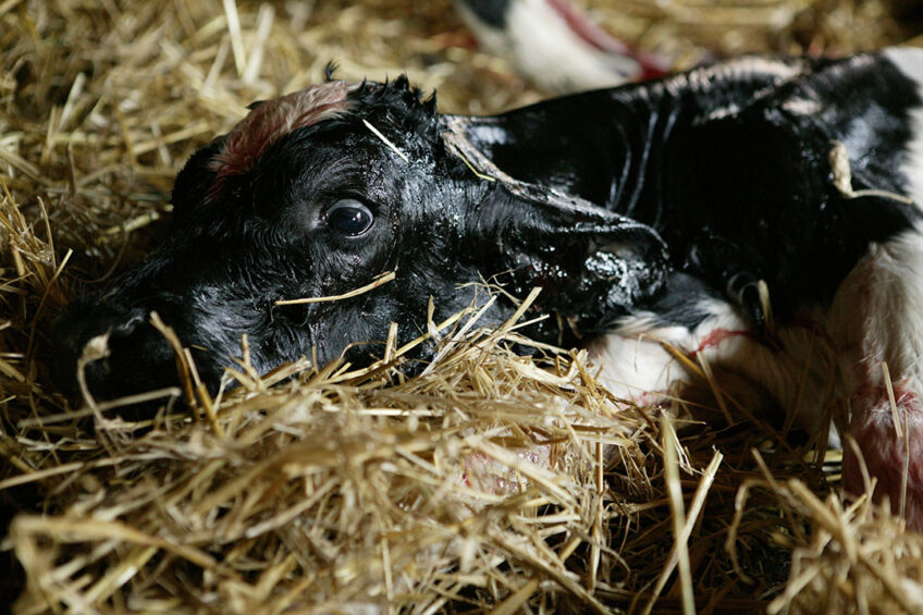 A group of scientists from the Russian Skoltech Institute cloned the cow in April 2020, altering genes in such a way as to remove proteins responsible for beta-lactoglobulin. Generic calf photo: Michel Zoeter.