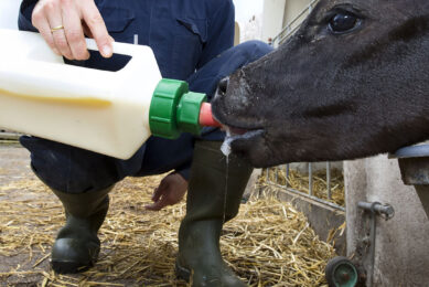 Feed programs must be designed to fit the nutritional needs of calves and delivered in a way that allows them to express natural behaviours. Photo: Ruud Ploeg