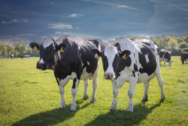 Research on the effects of exercise on first lactation lameness, carried out at Massey University, New Zealand, has attempted to reduce levels experienced by dairy heifers using exercise in the rearing period. Photo: Peter Roek