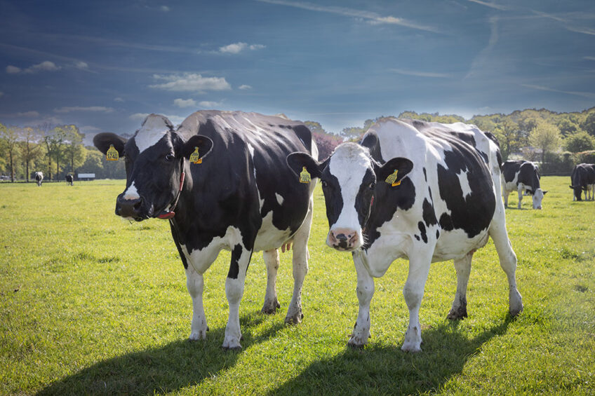 Research on the effects of exercise on first lactation lameness, carried out at Massey University, New Zealand, has attempted to reduce levels experienced by dairy heifers using exercise in the rearing period. Photo: Peter Roek