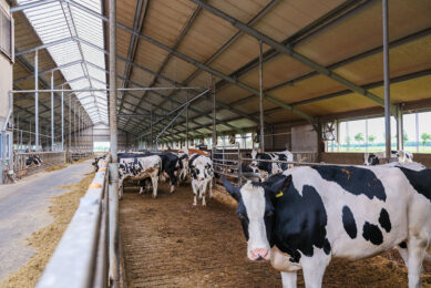 Environmental conditions such as high stocking density, contaminated floor, wet bedding, poor ventilation, and hot and humid climate promote the growth rate of mastitis pathogens. Photo Jan Willem van Vliet
