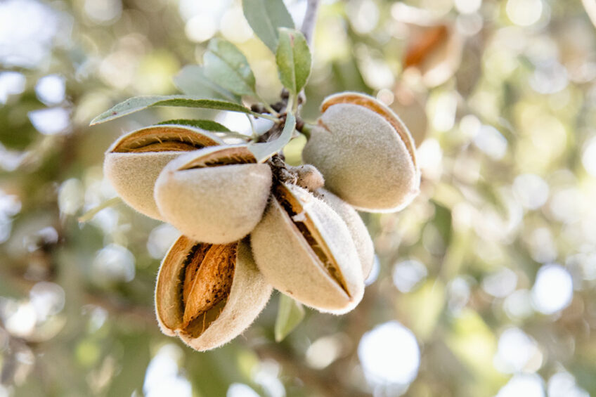 The trial period will explore ways to efficiently and effectively package and transport the almond feed and assess if the feed can be manufactured and used in New Zealand at scale. Photo: Marcia Cripps