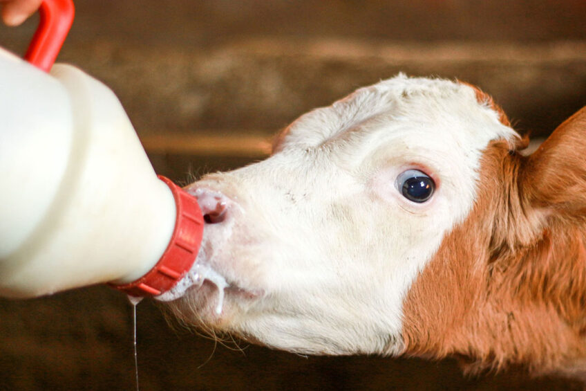 Consistent with the idea that milk fed calves experience hunger when the milk supply decline, the study found that cognitive performance dropped when milk allowance was reduced by half. Photo: Canva