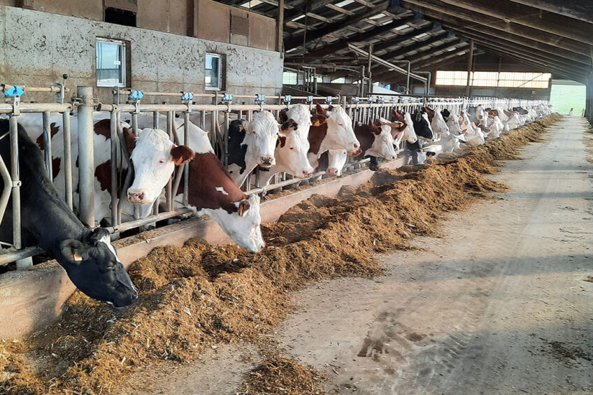 The farm moved towards more protein autonomy without degrading the productivity of the herd. Photo: Marie-Christine Pioche