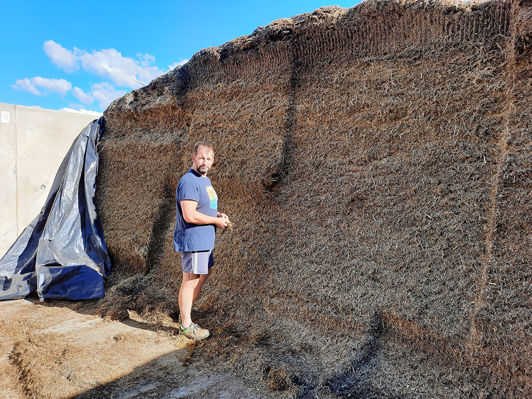 A new step has been taken in 2017 with the introduction of corn cobs silage in the ration and then meslin silage. Photo: Marie-Christine Pioche
