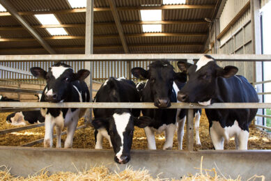 Heifers feed more slowly, ruminate less, are lower in the pecking order, can be easily chased away from feed space or lying areas, so need time to adjust. Photo: Canva