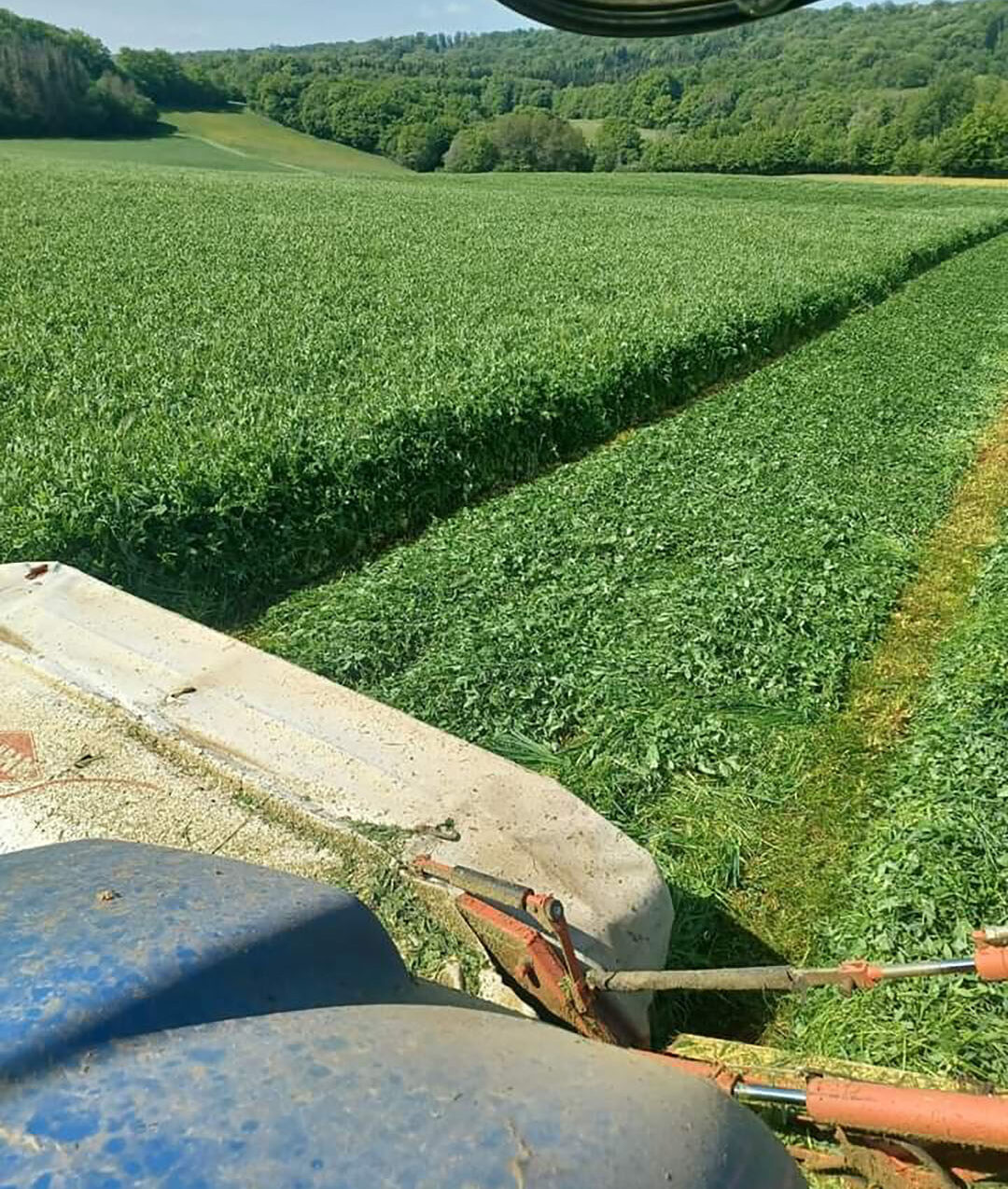 The tonnage of meslin harvested after one day of drying is on average six tons of silage DM (dry matter) per hectare. Photo: Laurent Isabey