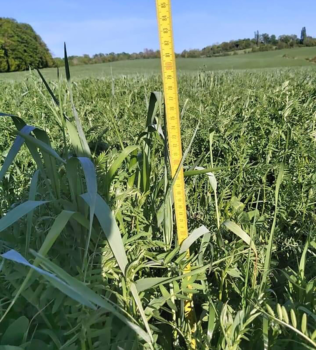 The meslin is planted early around September 15 in order to obtain good development in the Spring. Photo: Marie-Christine Pioche