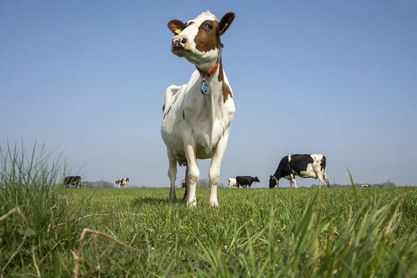 The spring rotational planner aims to create a wedge of grass in front of the cows at different heights, making it easier to control the grazing areas. Photo: Twan Wiermans