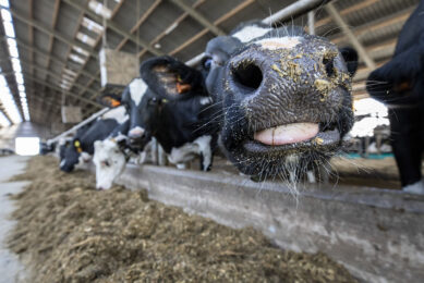 increasing the quality and nutrient density of the diet can allow cows to have higher nutrient intakes, and as such, reduce energy balance to some extent. Photo: Anne van der Woude