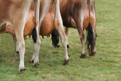 Broken tail is an indicator of poor welfare with up to 50% prevalence in dairy farms. However, most on-farm welfare programs do not include broken tails as an assessment measure. Photo: Canva