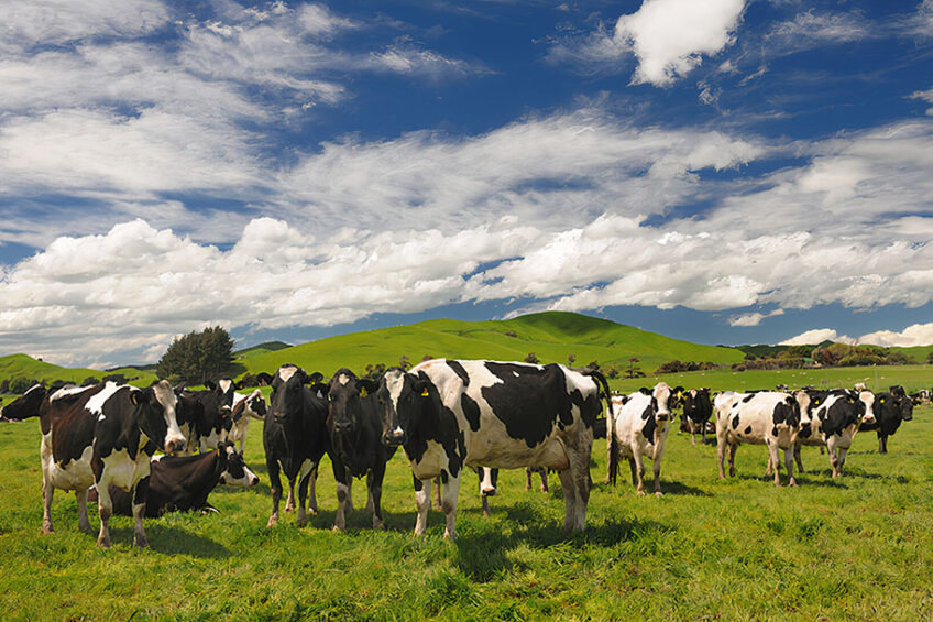 The demonstration farm at the centre of the project is a 290-hectare property surrounding Fonterra’s Whareroa site. Photo: Nestlé
