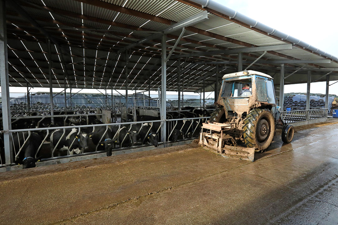 He deliberately does not invest in mechanisation. “Cows appreciate; tractors and machines depreciate,“ says Fitzgerald. Photo: Henk Riswick