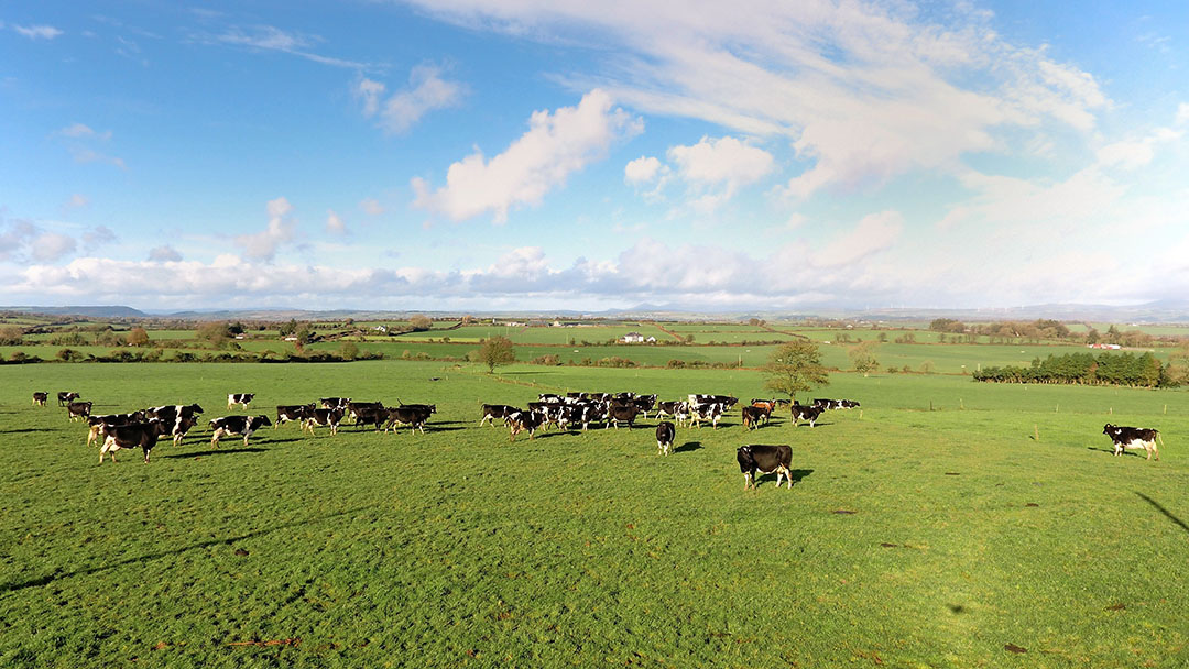 There are 90 hectares used partly for youngstock and partly for fodder production. Photo: Henk Riswick