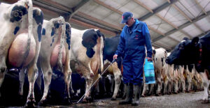Spraying makes it easier to treat the whole herd in one go, saving time, money and resources.