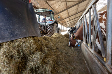 Dairy association in the Netherlands (NZO) has made a general commitment that 65% of protein in the national ration will comes from local sources (this includes grass) in the future. Photo: Herbert Wiggerman