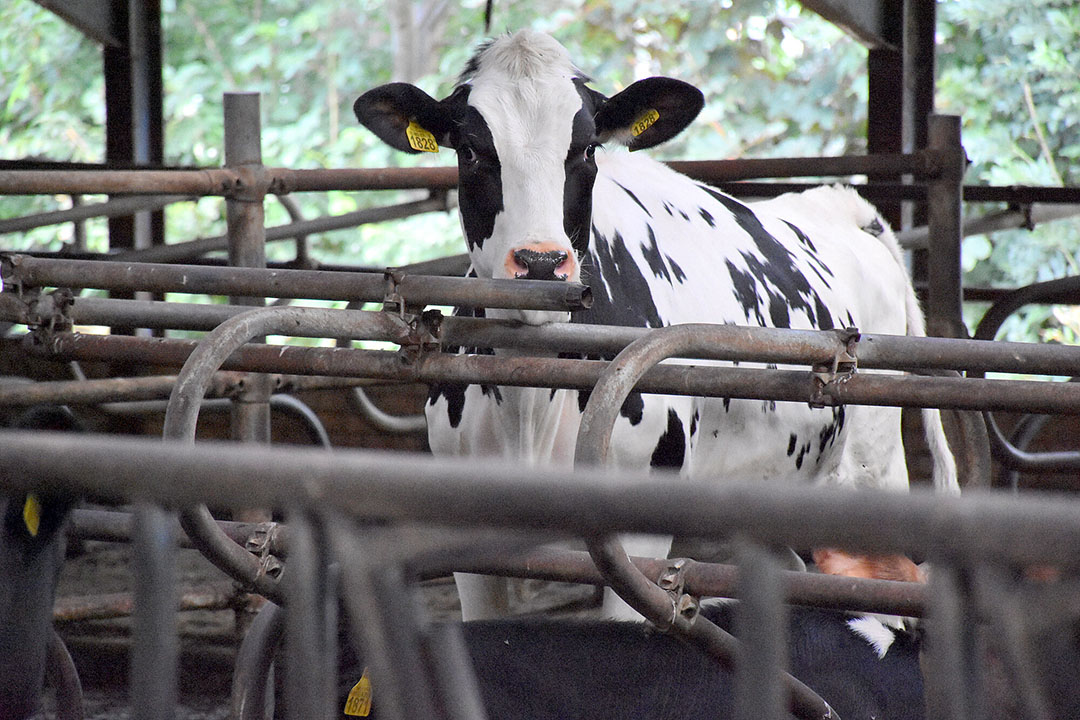 Having adequate space for calving in a barn is also essential, and, effective 1 April 2029, cattle on all farms, including existing barns and for those being built, must calve in loose housed maternity pens, yards, or pastures that permit them to turn around. Photo: Chris McCullough