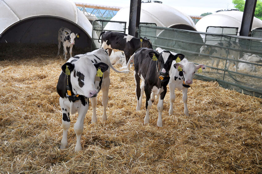 The new Code also addresses calf housing and states calves must not be tethered in indoor housing and if outdoors, can only be tethered via a collar in a calf hutch with access to an area outside the hutch. Photo: Chris McCullough