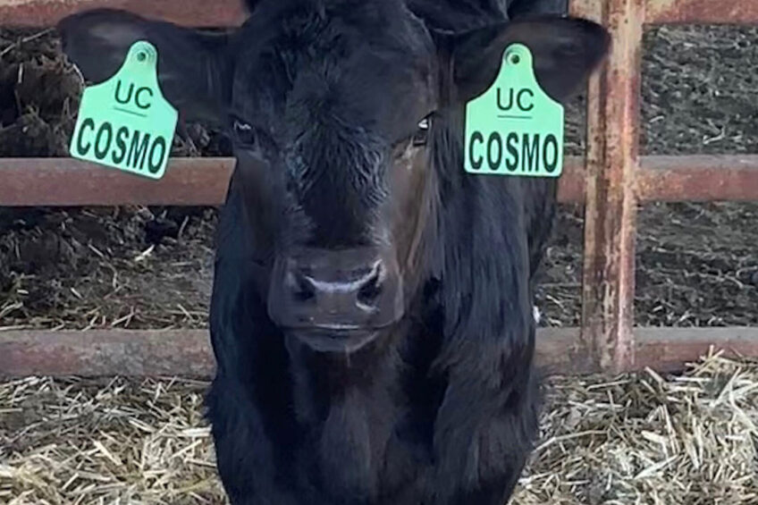 Dr Alison Van Eenennaam, a geneticist at University of California at Davis used gene editing a few years ago to create a bull calf (named Cosmo). Photo: Dr Alison Van Eenennaam