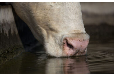 A cow producing 21 litres of milk per day will drink 103 litres of water when the temperature is 21°C (70F) and 109 litres of water when the temperature is 27°C (84F). Photo: Canva