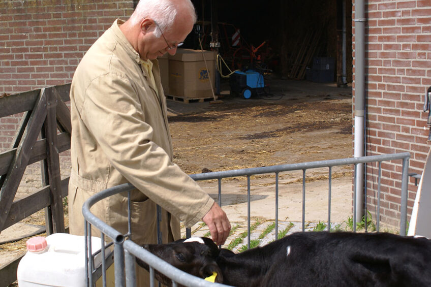 In terms of resting time, calves spent more time lying down in the hour following feeding when they received human contact, irrespective of the housing system. Photo: Misset
