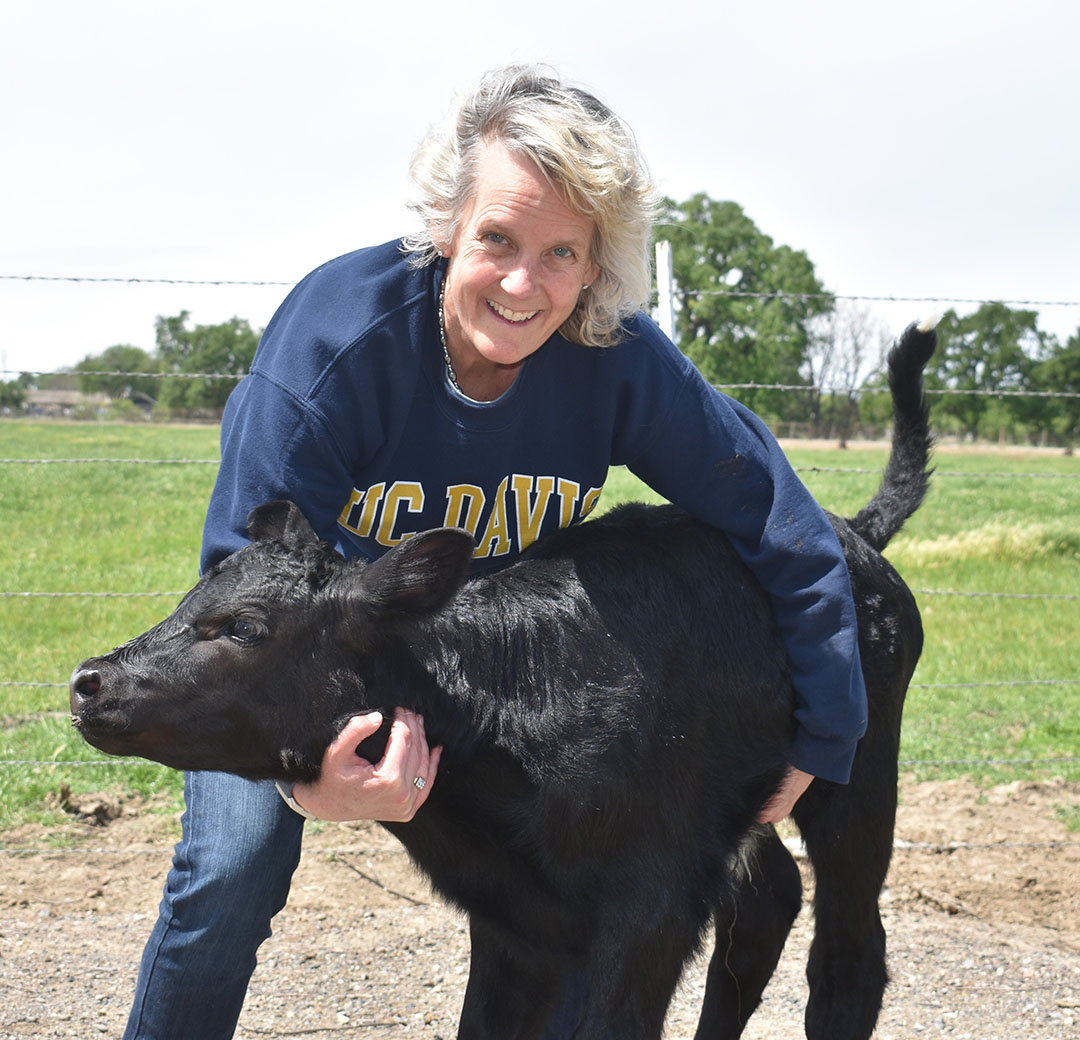 “I had initial funding to produce the bull and collect his semen, but as of yet I don’t have funding to confirm if the gender ratio is skewed in his resulting offspring. This type of research is very expensive to undertake in the US,