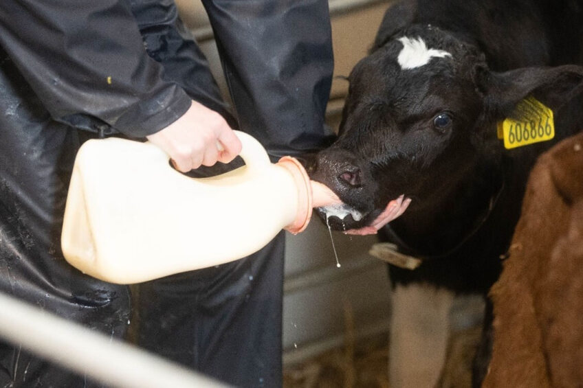 Source full-fat colostrum designed to deliver energy, growth factors, hormones, vitamins and minerals to calves quickly and conveniently. Photo: Nettex