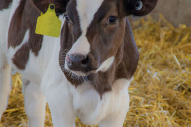 At the end of 2022, Russia's first cloned cow gave birth to a healthy calf.  Generic photo: Canva