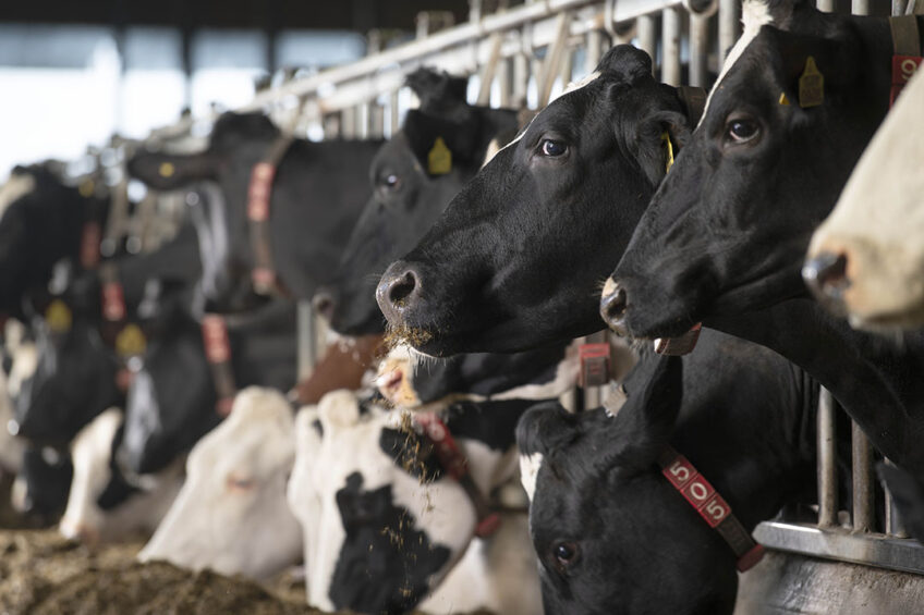 Recent data has shown that mycoplasma continues to be spread far and wide across the UK, and that its presence, in combination with other bacteria or viruses, is linked to respiratory problems, such as Bovine Respiratory Disease. Photo: Canva