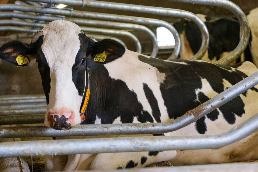 "We did it one group at a time, where we would take out the sand and then start filling the beds with the solids,” says dairyman Jeremy Natzke.  (Generic) Photo: Jan Willem van Vliet