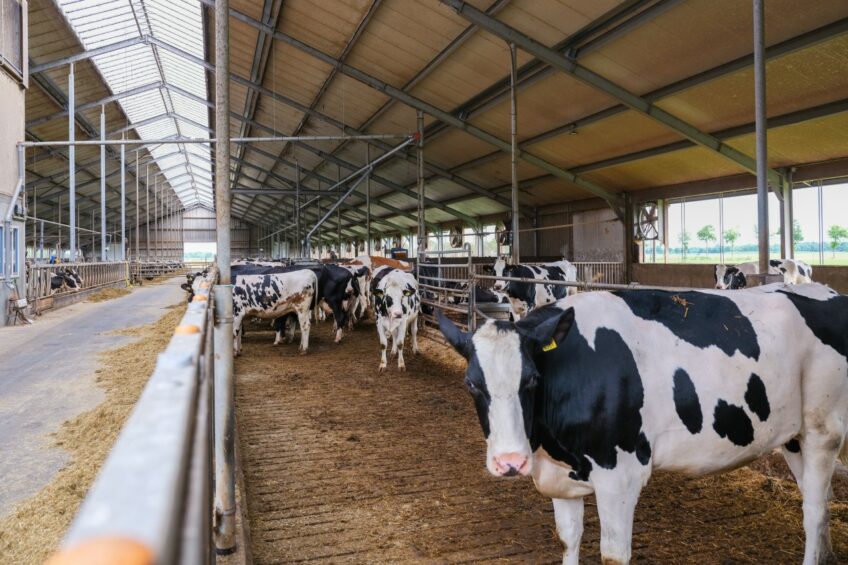 “With the tags, I don’t have to watch the cows all the time, and being alerted to a calving or mastitis means I can take action sooner and head off a potential problem,” says dairy farmer Vaughan Davies. Photo: Jan Willem Vliet