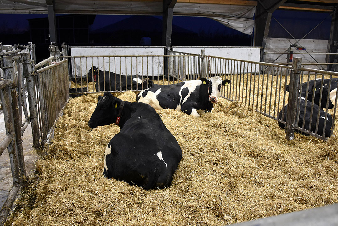 The newer barn includes calving pens as well as a sick bay. Photo: Chris McCullough