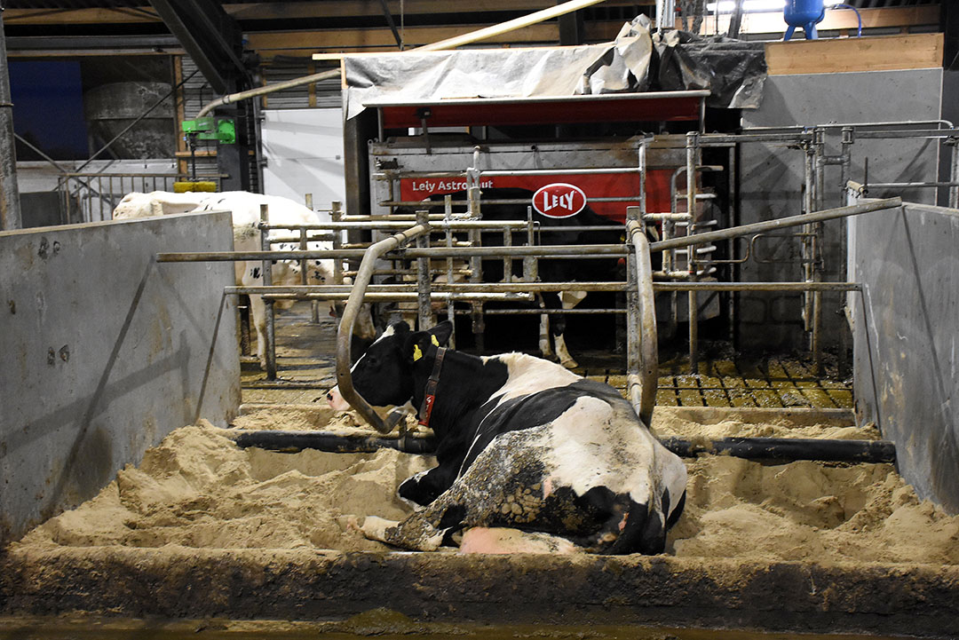 Jesper has 3 Lely Astronaut 5 robots on the farm. Photo: Chris McCullough