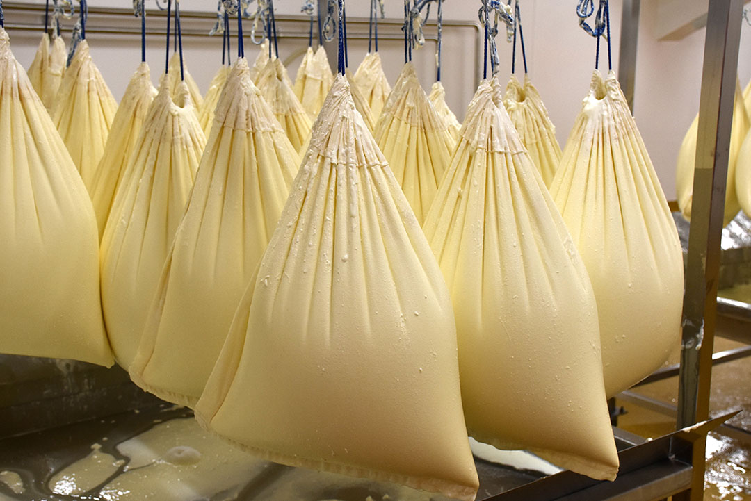 Some of the natural yohurt is strained through cheesecloth the traditional way to produce Greek Style yoghurt. Photo: Chris McCullough