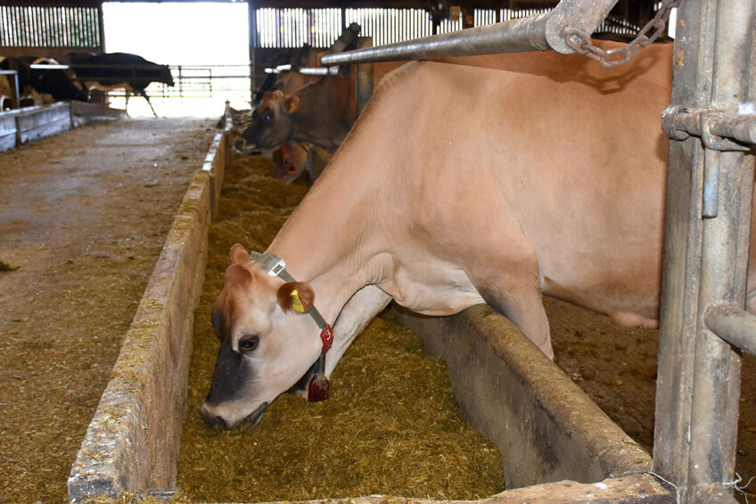 The Clandeboye herd has enjoyed success around local shows winning with both Jersey and Holstein cows. Photo: Chris McCullough