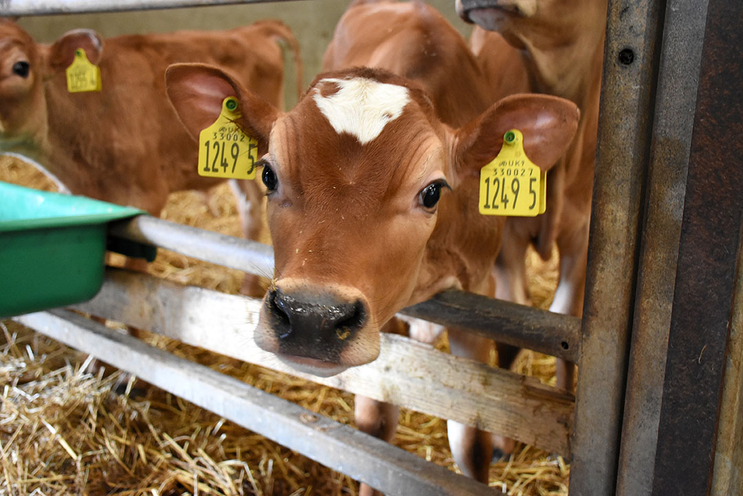 Clandeboye Estate Farm is well known for its Holstein and Jersey breeding. Sexed semen is used on both the Holstein and Jersey cows at Clandeboye Estate Farm. Photo: Chris McCullough