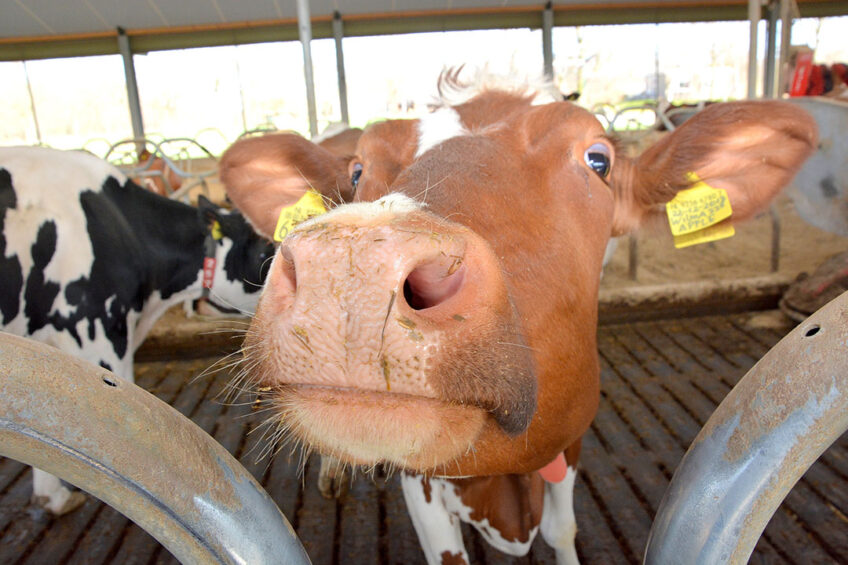 Diseases in dairy cows cost New York famers millions of dollars per year in lost production, and incur extra costs for treatments, labour and culling. Photo: Chris McCullough