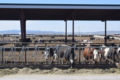 The cows feeding in Utah at the feeding gate. Photo: Aage Krogsdam