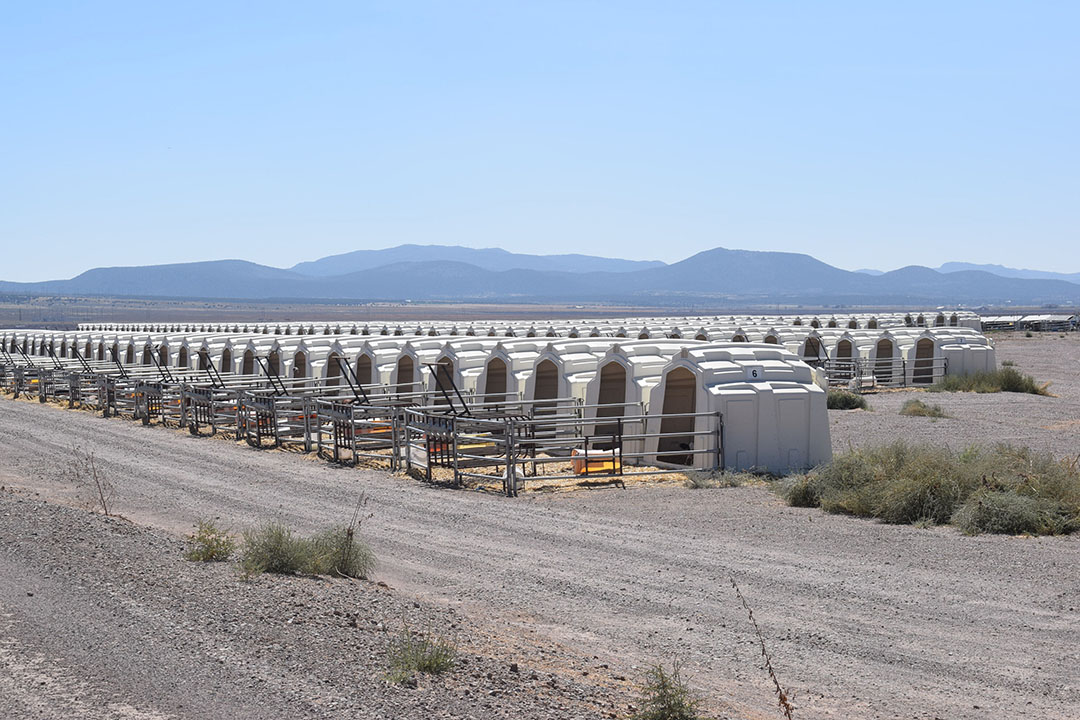 Around 500 calf boxes. Photo: Aage Krogsdam