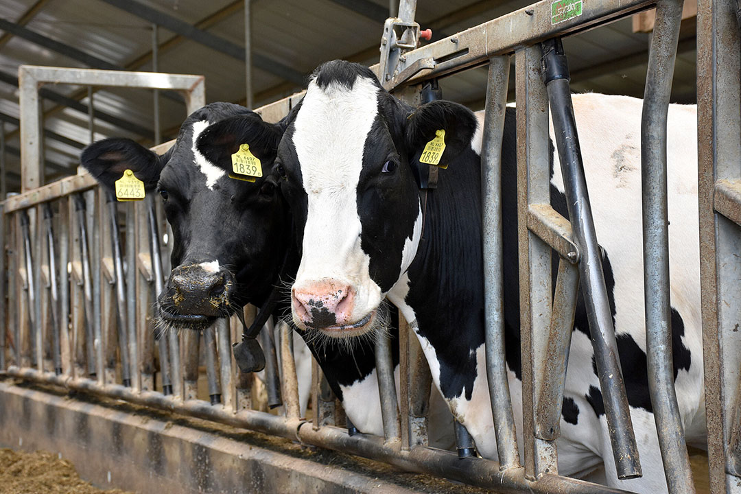 Cornell University professor and project leader Julio Giordano said: “We are excited to roll out this project aimed at addressing some of the most pressing herd management challenges for commercial dairy farms in New York. Photo: Chris McCullough