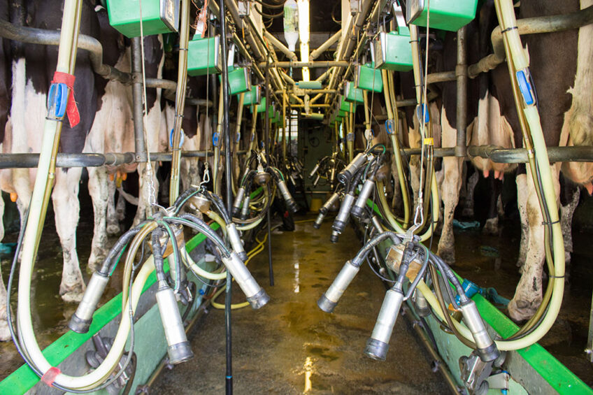There are over 316,000 dairy cows in Northern Ireland on around 2,700 dairy farms producing over 2.5 billion litres of milk per year. Photo: Canva