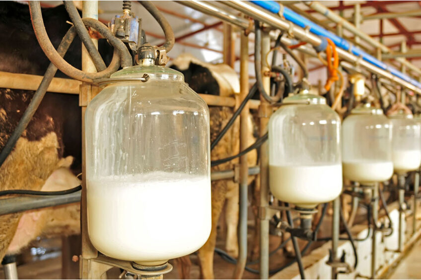 In 2022, Ukraine enjoyed a strong rise in dairy export to the European Union, with supplies totalling $102 million. Photo: Canva