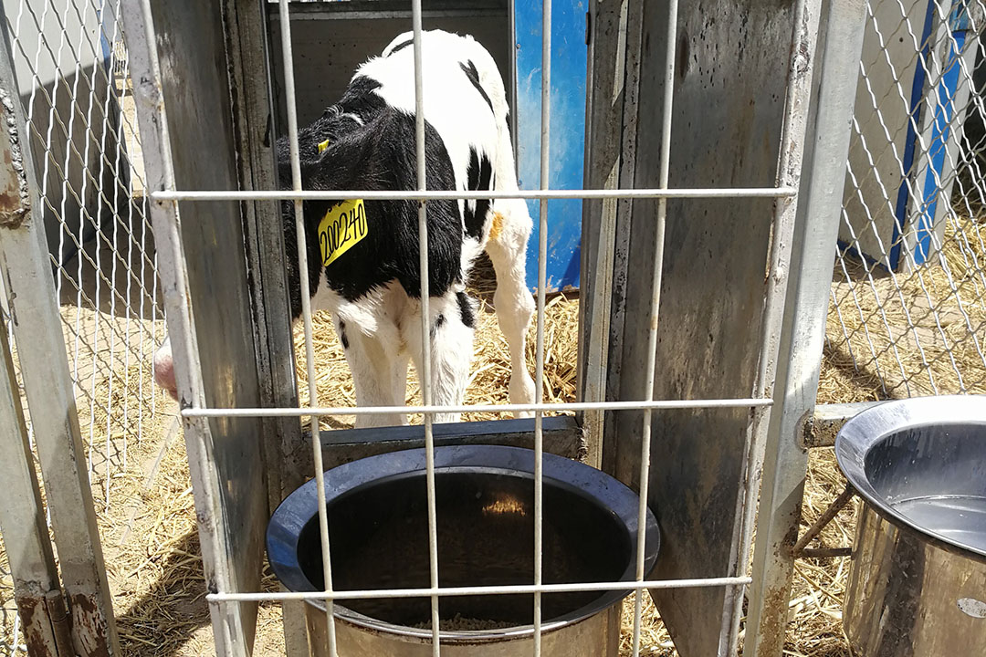 SOP for how we feed the small calves, how to introduce to concentrate, how to wean, weight or measurement at weaning etc. Photo: Snorri Sigurdsson