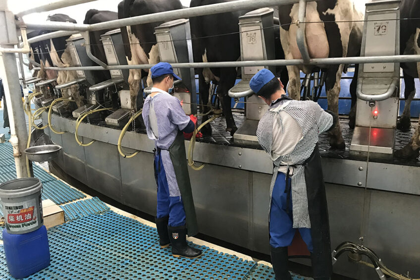 SOP for milking routine. How we treat cows at milking, how we identify cows that are slow milkers or long to let down milk, how we clean teats and teat ends, how long stimulation time is, how we treat teats after milking etc. Photo: Snorri Sigurdsson