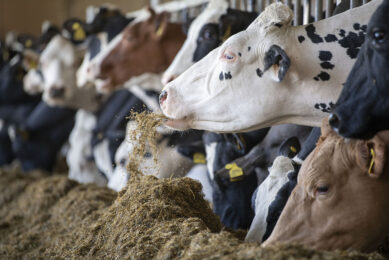 Gilman has also replaced his soya and palm from the cow’s diet. The soya has been replaced by ordinary rape seed meal with little change in performance and production. Photo: Mark Pasveer