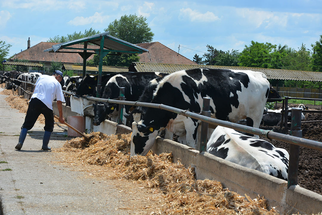 Even in cooler climates, such as the UK and Ireland, summer temperatures are continuing to climb affecting more cows every year. Photo: Chris McCullough