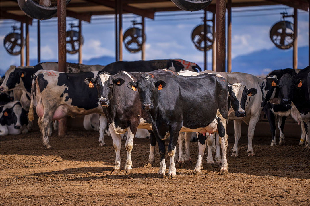 Results show that dairy cows with retained placenta are prone to longer days open and days from calving to first service. Photo: Canva