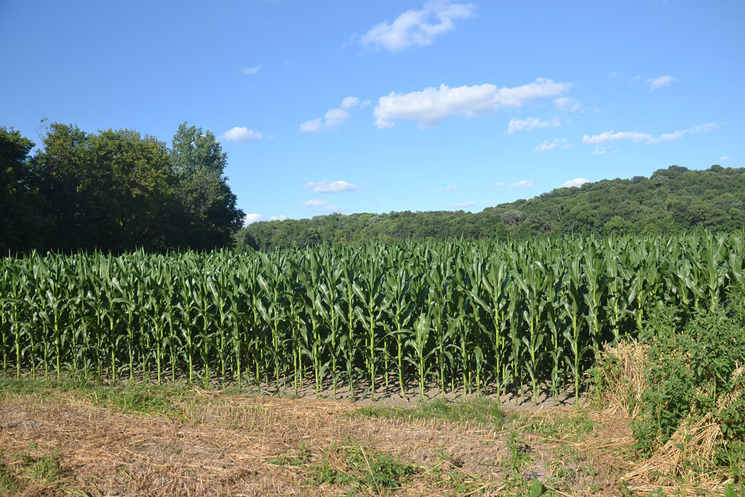 Crops include 26% corn. Photo: Aage Krogsdam
